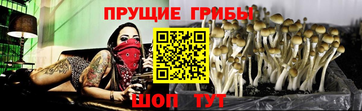Галлюциногенные грибы мухоморы  Вход с VPN  Галлюциногенные грибы Psilocybe  Северск 